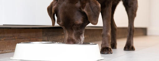 Can Dogs Eat Bread Read Before You Feed Purina